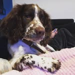 Ralph Polly-Harris - @wreckitralphspringer - Instagram