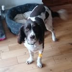 Ralph - @ralph.rescue.springer - Instagram