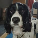 Ralph - @ralph.the.springer - Instagram