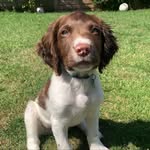 Ralph - @ralphthespringerspan - Instagram