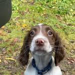 Ralph - @springer_ralphy - Instagram