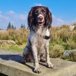 Ralph - @springerspaniel_ralph - Instagram