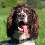 Ralph the English Springer 🐾 - @springer_ralph - Instagram