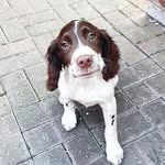 Ralph the Springer - @ralphthespringer1 - Instagram