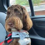 🐾 Ralph 🐾 - @ralph_springerdoodle - Instagram