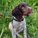 Hi, I'm Ralph! 🐾 - @english_springer_ralph - Instagram