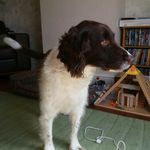 Ralph  Field - @ralphie.the.springer - Instagram