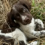 Ralph & Levi | THE SPRINGERS - @ralph_springerbear - Instagram
