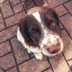 Ralph 🐾 - @ralph_springerpup - Instagram