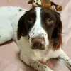 Ralph Cifaretto - @ralphthespringer - TikTok