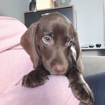 Ralph Horrocks - @ralphthespringersausage - Instagram