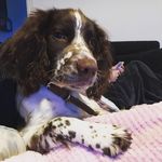 Ralph Polly-Harris - @wreckitralphspringer - Instagram