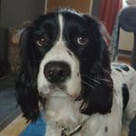 Ralph - @ralph.the.springer - Instagram