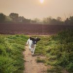 Ralph - @ralph_springer - Instagram