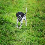Ralph - @ralphthespringer21 - Instagram