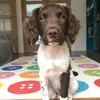 🐶Ralph🐶 - @ralphthespringerspaniel - TikTok
