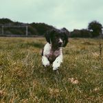 Ralph - @ralphy.springer - Instagram