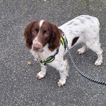 Ralph - @ralphythespringerxx - Instagram