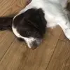 𝓡𝓪𝓵𝓹𝓱 - @springer.ralph - TikTok