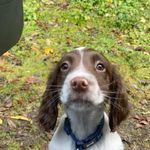 Ralph - @springer_ralphy - Instagram