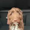 ralph_springerdoodle - @ralph_springerdoodle - TikTok