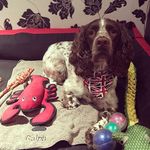 Ralph_The_Springer - @ralph_the_springer - Instagram
