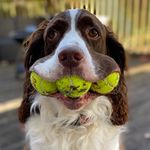 🎾Ralph The Springer🎾 - @ralphthespringer - Instagram
