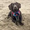 Ralph the springer sausage! - @ralphthespringersausage - TikTok