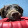 🐶Ralph the Springer Spaniel🐶 - @ralph.the.spaniel - TikTok