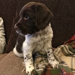 Ralph the Springer Spaniel - @ralphthespringerspaniel - Instagram