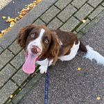 Ralph the Springer Spaniel - @ralphthespringerbest - Instagram