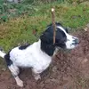 Ralphiethespringer - @ralphiespringer - TikTok