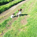 Ralphy And Molly - @ralphythespringer - Instagram