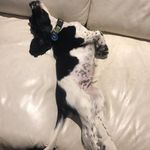 Ralphy the springer spaniel - @ralphythespringerspaniel - Instagram