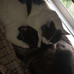 kujawa kitties - @stacksandralph - Instagram