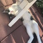 Ralph Starr - @ralphyandoranges - Instagram