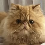 Ralph 🐈 - @ralphsteincat - Instagram