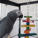 Bruce Stirling - @ralph_the_african_grey - Instagram