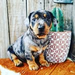 Ralph the DachshundKelpie - @ralph_stormie - Instagram