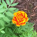 Ralph Strano - @5781zx - Instagram