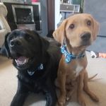 Buster Ralph Sutherland - @buster_ralph_adventures - Instagram