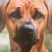 Ralph Templeton - Facebook