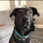 Ralph Thomson - @rescue_dog_ralph - Instagram