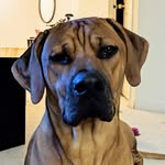 Ralph Thornton - @loki_in_london - Instagram