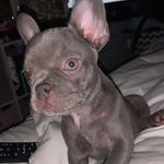Ralph - @xralph_thorntonx - Instagram