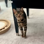 Ralphie & Remy Thorpe - @ralphieremybengals - Instagram