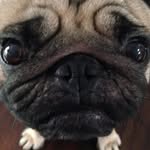 Ralph Tran - @ralphy_de_pug - Instagram