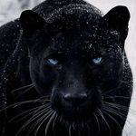 Ralph Trujillo - @rafiky833 - Instagram