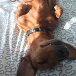 Ralph & Wallace - @downunderwiener - Instagram