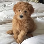 RALPH WALTER - @manhattanminidoodle - Instagram